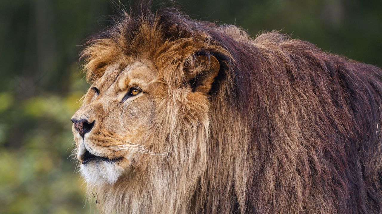 Обои лев, хищник, большая кошка, трава, размытие, животное