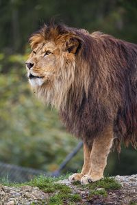 Превью обои лев, хищник, большая кошка, трава, размытие, животное