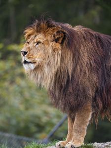 Превью обои лев, хищник, большая кошка, трава, размытие, животное