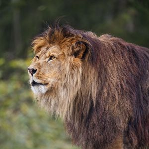 Превью обои лев, хищник, большая кошка, трава, размытие, животное