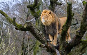 Превью обои лев, хищник, большая кошка, дерево, дикий