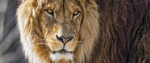 Превью обои лев, хищник, дикий, большая кошка, животное