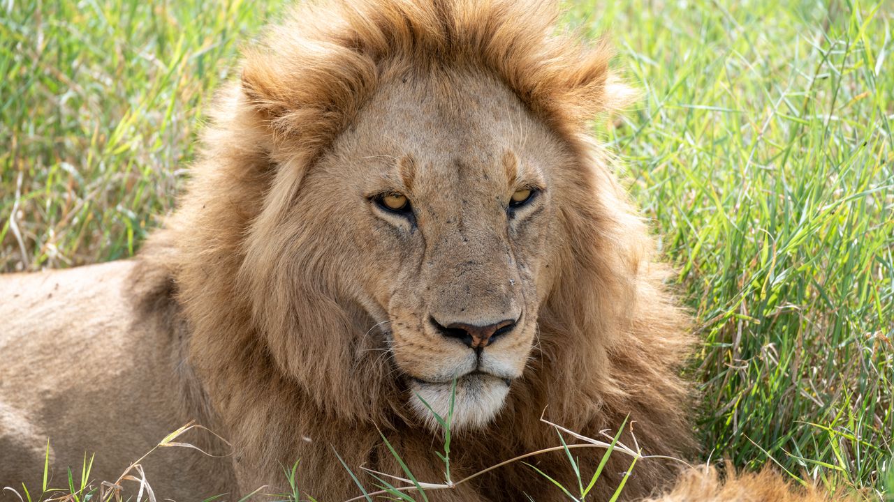 Обои лев, хищник, морда, взгляд, большая кошка