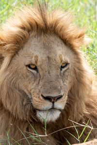 Превью обои лев, хищник, морда, взгляд, большая кошка
