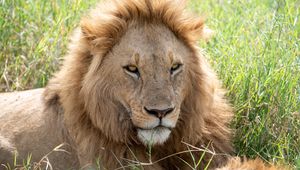 Превью обои лев, хищник, морда, взгляд, большая кошка