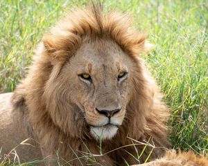 Превью обои лев, хищник, морда, взгляд, большая кошка