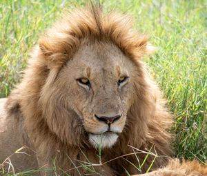 Превью обои лев, хищник, морда, взгляд, большая кошка