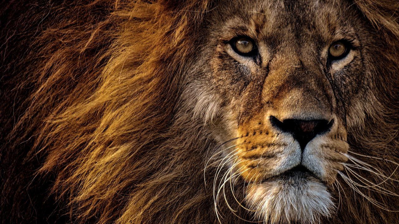 Обои лев, хищник, царь зверей, грива, морда, взгляд