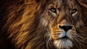 Превью обои лев, хищник, царь зверей, грива, морда, взгляд