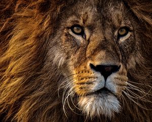 Превью обои лев, хищник, царь зверей, грива, морда, взгляд