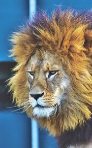 Превью обои лев, хищник, царь зверей, грива, серьезный