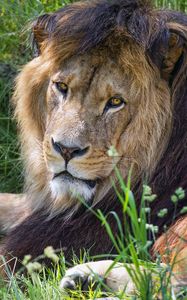 Превью обои лев, хищник, взгляд, животное, мех