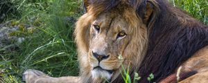 Превью обои лев, хищник, взгляд, животное, мех