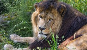 Превью обои лев, хищник, взгляд, животное, мех