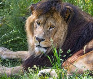 Превью обои лев, хищник, взгляд, животное, мех