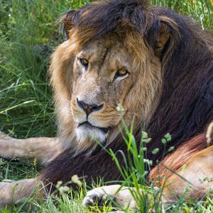 Превью обои лев, хищник, взгляд, животное, мех