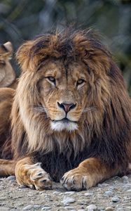 Превью обои лев, хищник, взгляд, большая кошка, морда