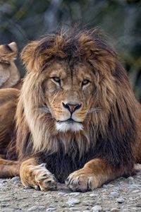 Превью обои лев, хищник, взгляд, большая кошка, морда