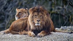 Превью обои лев, хищник, взгляд, большая кошка, морда