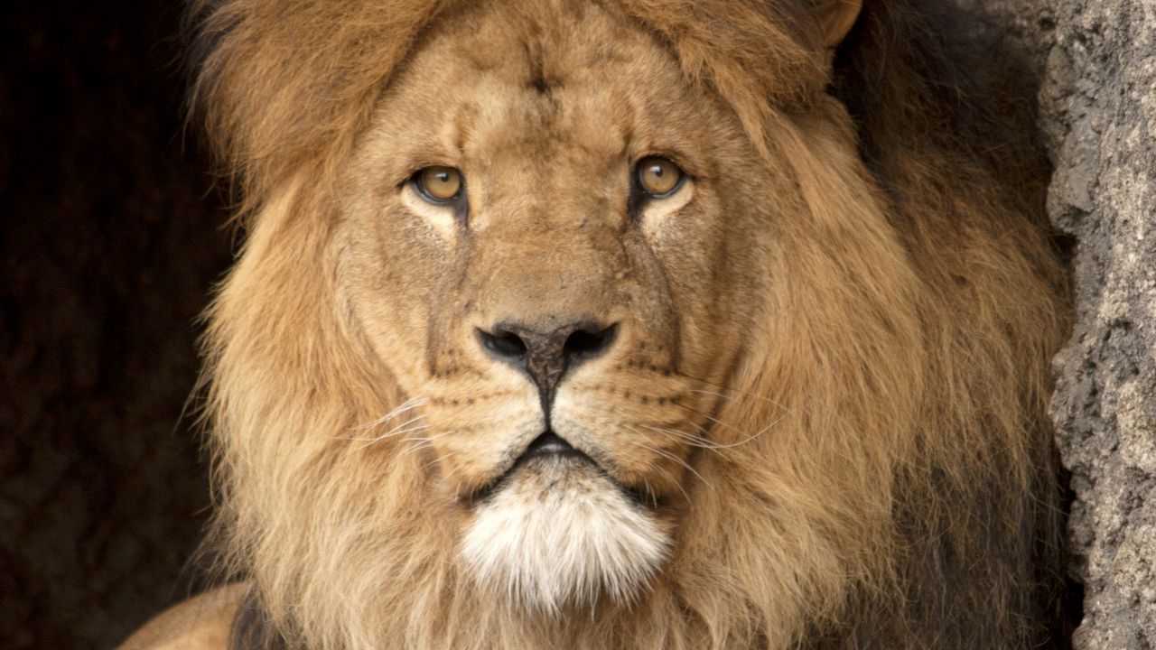 Обои лев, хищник, взгляд, царь зверей, большая кошка