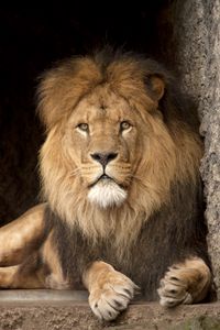 Превью обои лев, хищник, взгляд, царь зверей, большая кошка