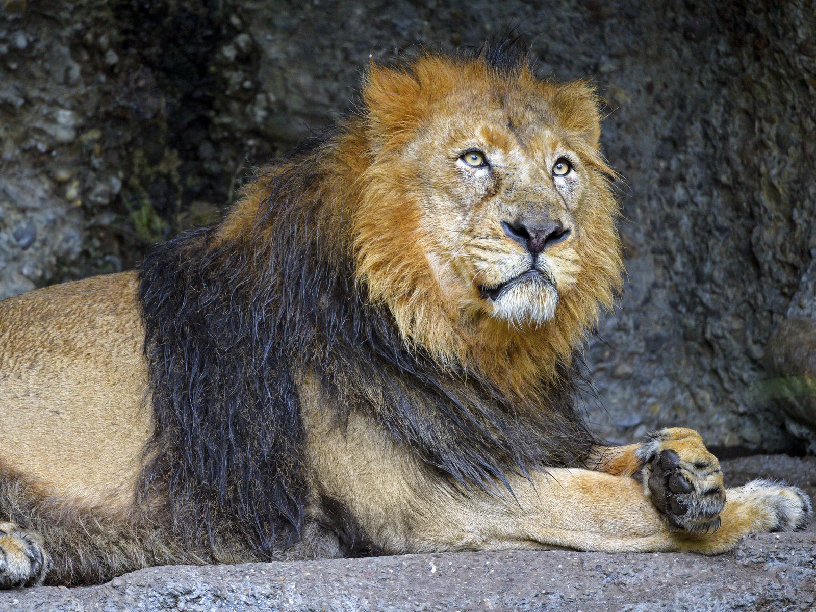 Царь зверей том 2. Хищные животные Лев. Лев в природе. Лев Джо. Дисней Дикие животные.