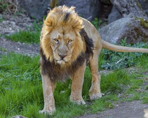 Превью обои лев, хищник, животное, взгляд, большая кошка
