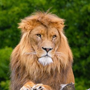 Превью обои лев, хищник, животное, дикая природа, дерево