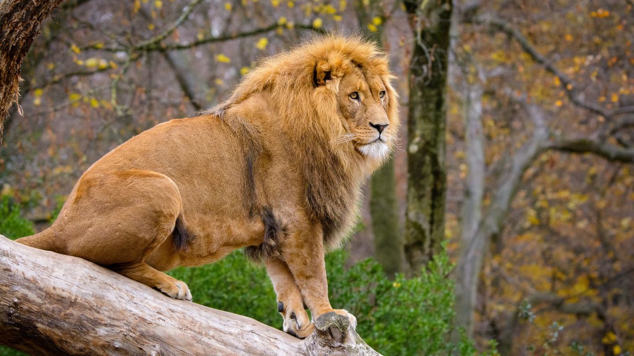 Обои лев, хищник, животное, большая кошка, дерево