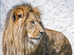 Превью обои лев, хищник, животное, дикая природа, большая кошка