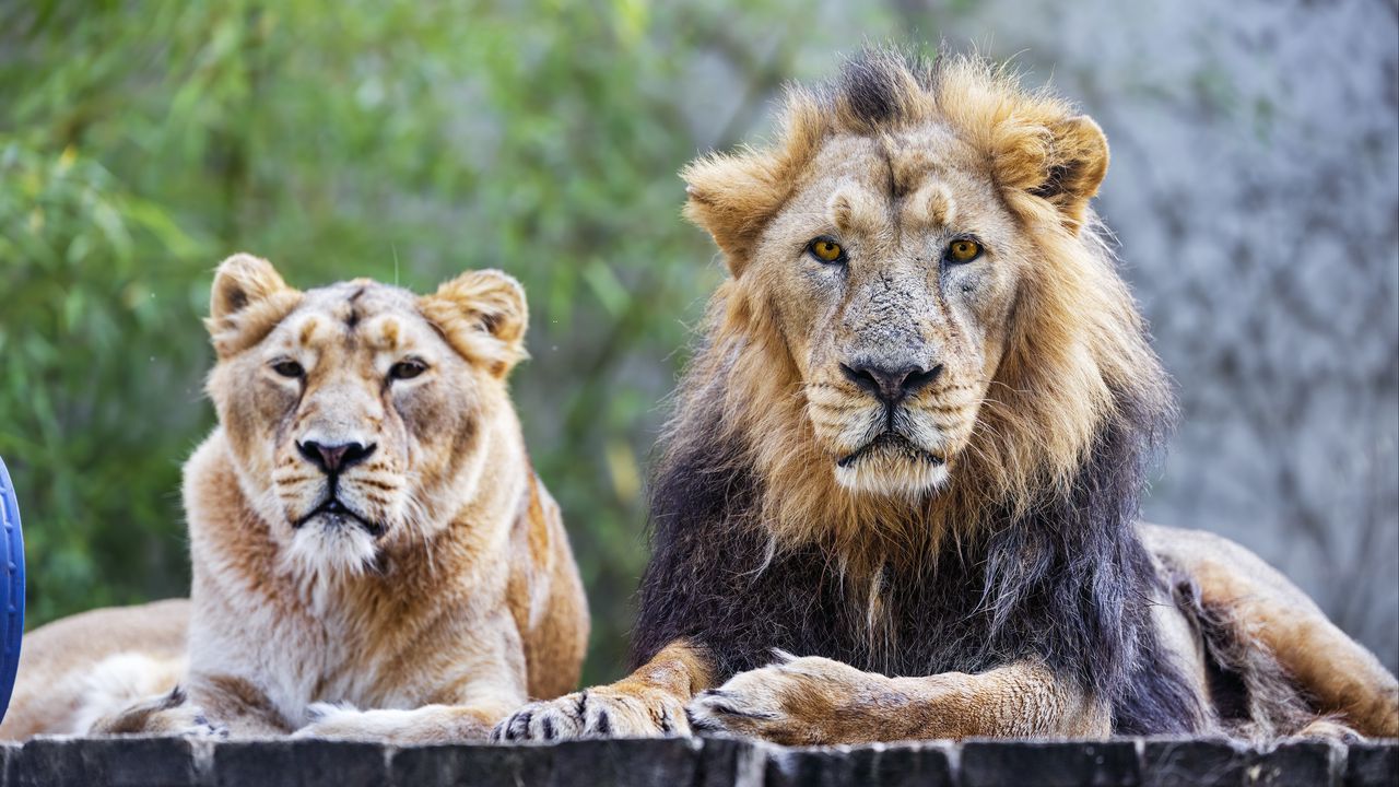 Обои лев, хищник, животное, дикая природа, взгляд