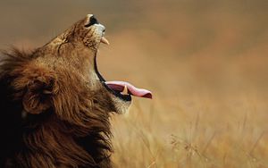 Превью обои лев, крик, язык, морда, профиль