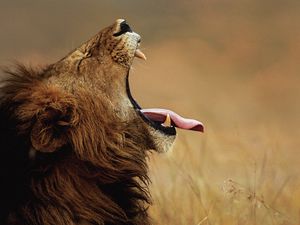 Превью обои лев, крик, язык, морда, профиль