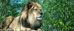 Превью обои лев, лапы, камень, хищник, дикая природа