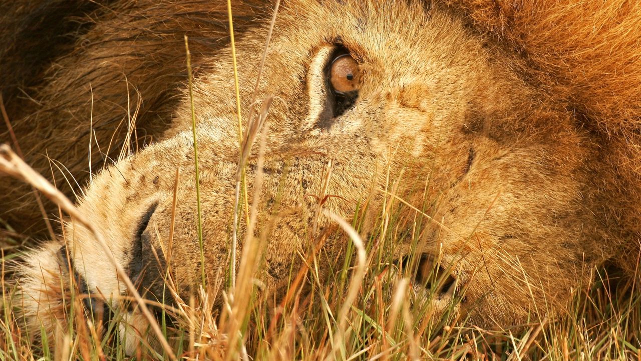 Обои лев, лежать, трава, глаза, большая кошка, хищник