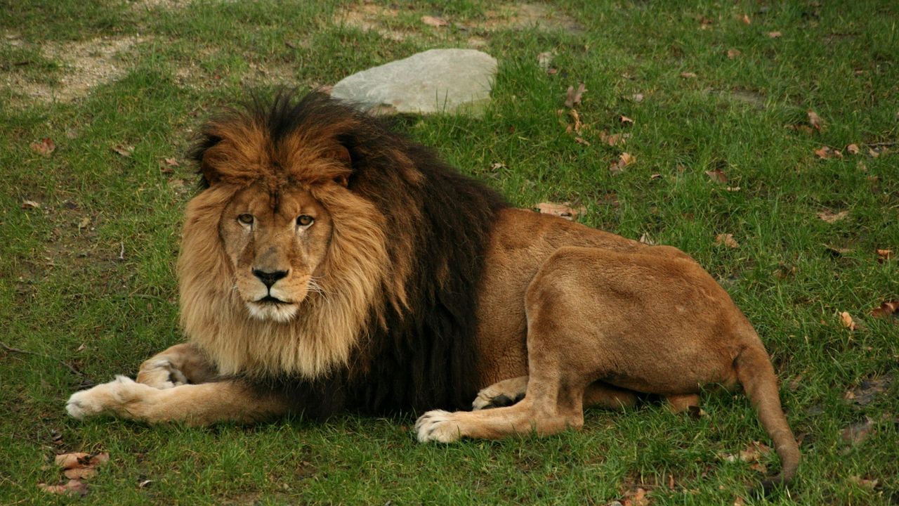 Масайский Лев