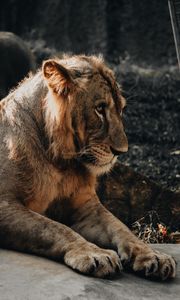 Превью обои лев, львенок, детеныш, смущаться, хищник, большая кошка