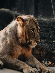 Превью обои лев, львенок, детеныш, смущаться, хищник, большая кошка