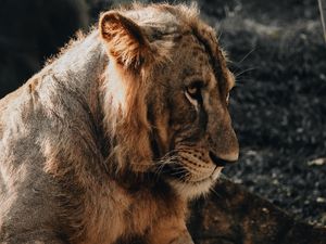 Превью обои лев, львенок, детеныш, смущаться, хищник, большая кошка