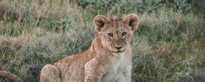 Превью обои лев, львенок, детеныш, животное, дикая природа