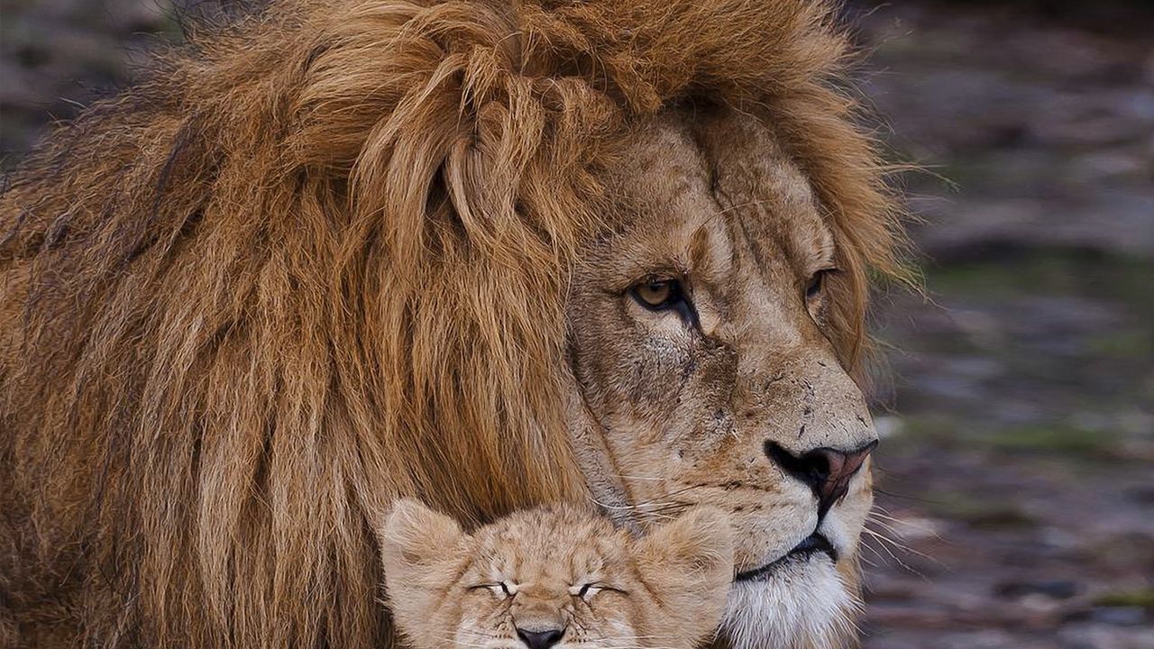 Обои лев, львенок, грива, забота, семья