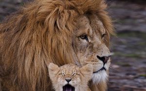 Обои лев, львенок, львица, забота, семья картинки на ...
