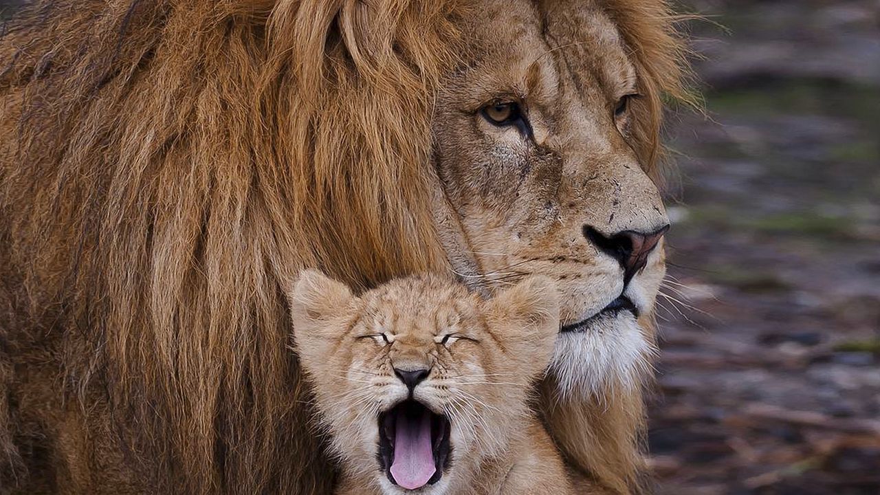 Обои лев, львенок, хищник, зверь, зевать