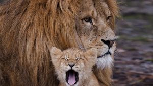 Превью обои лев, львенок, хищник, зверь, зевать