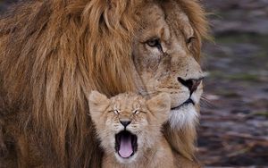 Превью обои лев, львенок, хищник, зверь, зевать