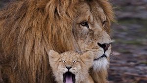 Превью обои лев, львенок, крик, грива, забота, семья