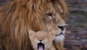 Превью обои лев, львенок, крик, грива, забота, семья