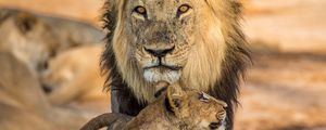 Превью обои лев, львенок, семья, большая кошка, детеныш
