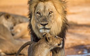 Превью обои лев, львенок, семья, большая кошка, детеныш