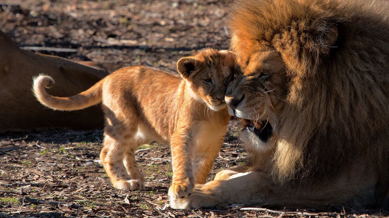 Обои лев, львенок, забота, хищники
